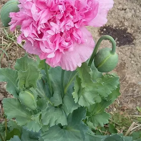 Les Jardins De La Croix Blanche *